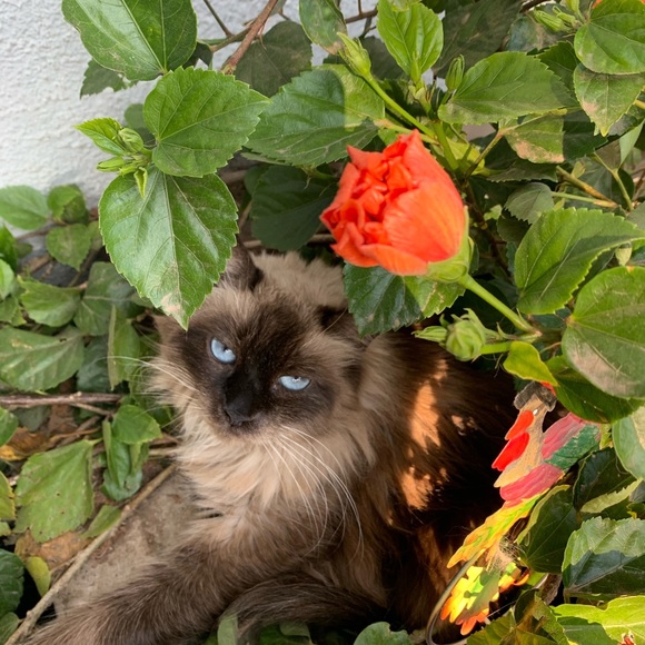 Meet your Posher, Juliette - Picture 2 of 4